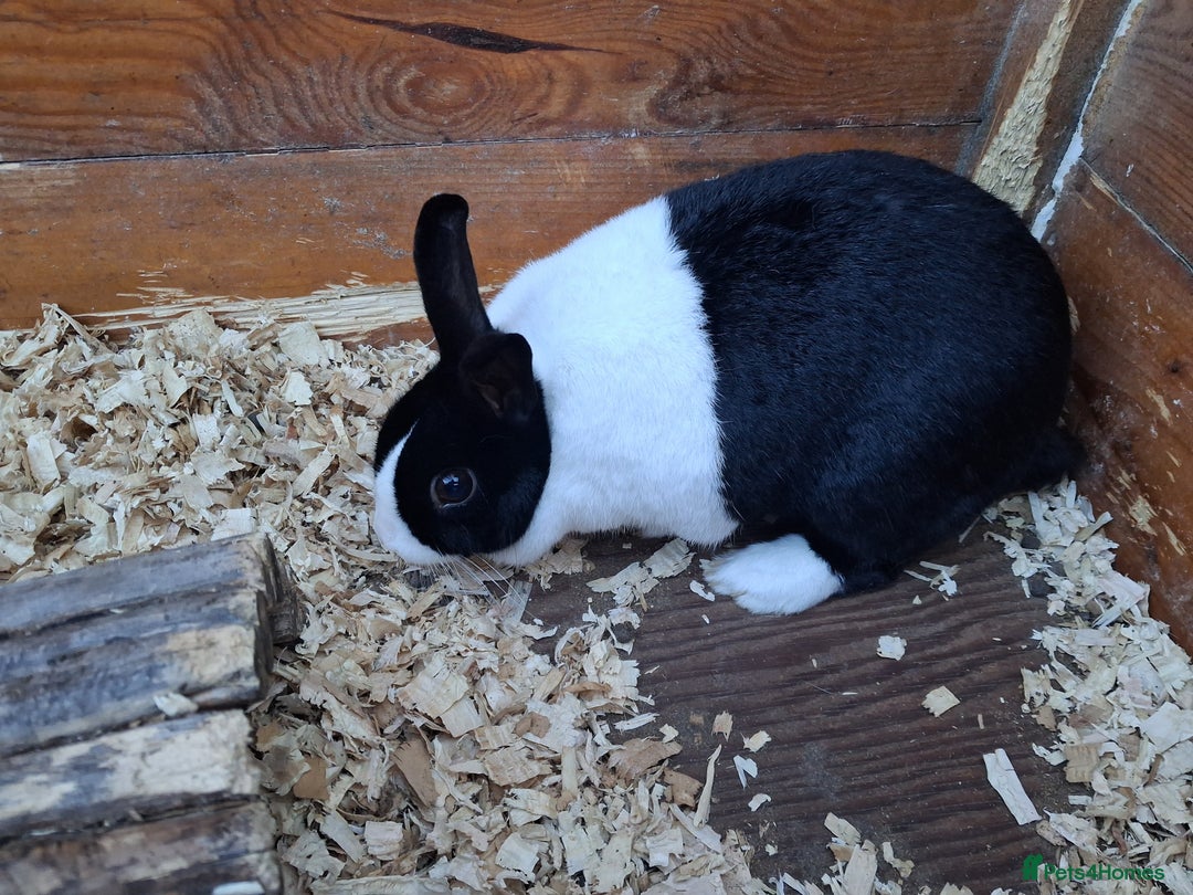 Dutch rabbits for sale: Dutch rabbits, pure bred for sale - Advert 4