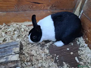 Dutch rabbits Dutch rabbit, pure bred for sale - Advert 13