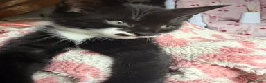 Mixed Breed 2