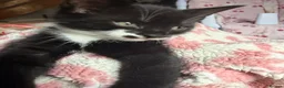 Mixed Breed cats for sale: 2 beautiful kittens  - Advert 2