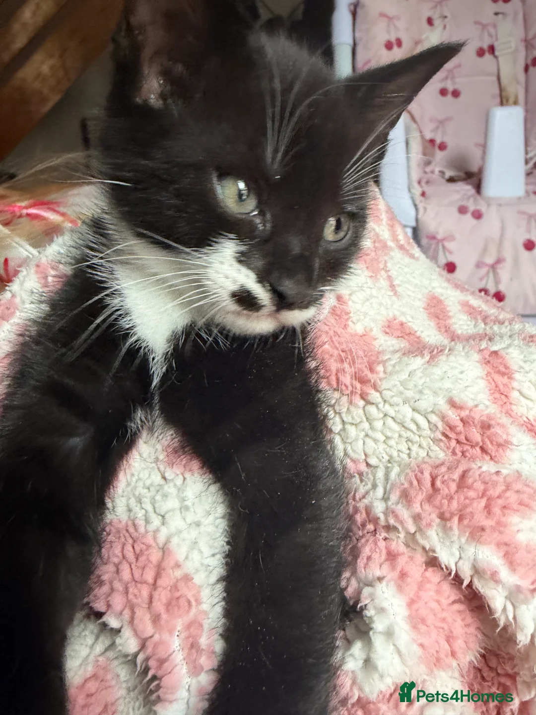 Mixed Breed cats for sale: 2 beautiful kittens  - Advert 2