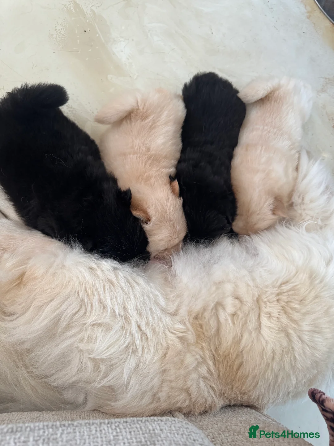 Chow Chow dogs for sale: Beautiful chow chows  - Advert 3