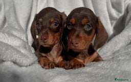 Miniature Dachshund dogs for sale: Purebred Miniature Dachshund Puppies – Ready - Image 12