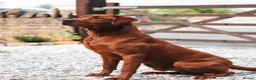 Labrador Retriever dogs for sale: Outstanding fully health tested fox reds  - Advert 5