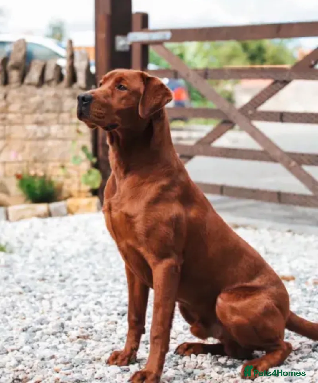 Labrador Retriever dogs for sale: Outstanding fully health tested fox reds  - Advert 5