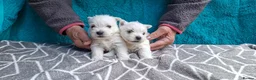 West Highland Terrier dogs for sale: Stunning West Highland Terrier Puppies - Advert 7