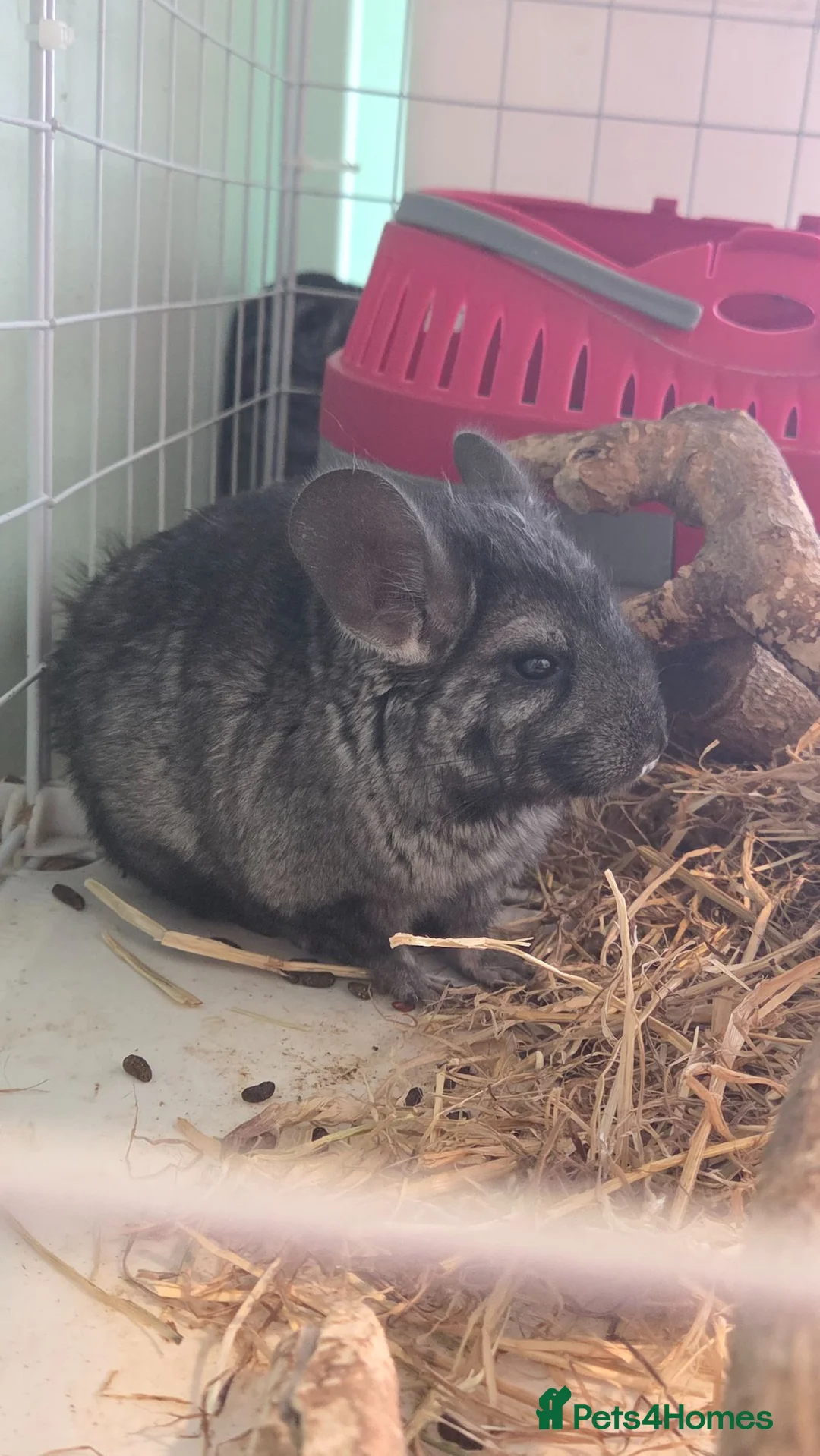 Chinchilla rodents for sale: Chinchilla Triplets  - Advert 2