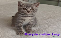 British Shorthair cats for sale: British shorthair blue /tabby kittens  - Image 6