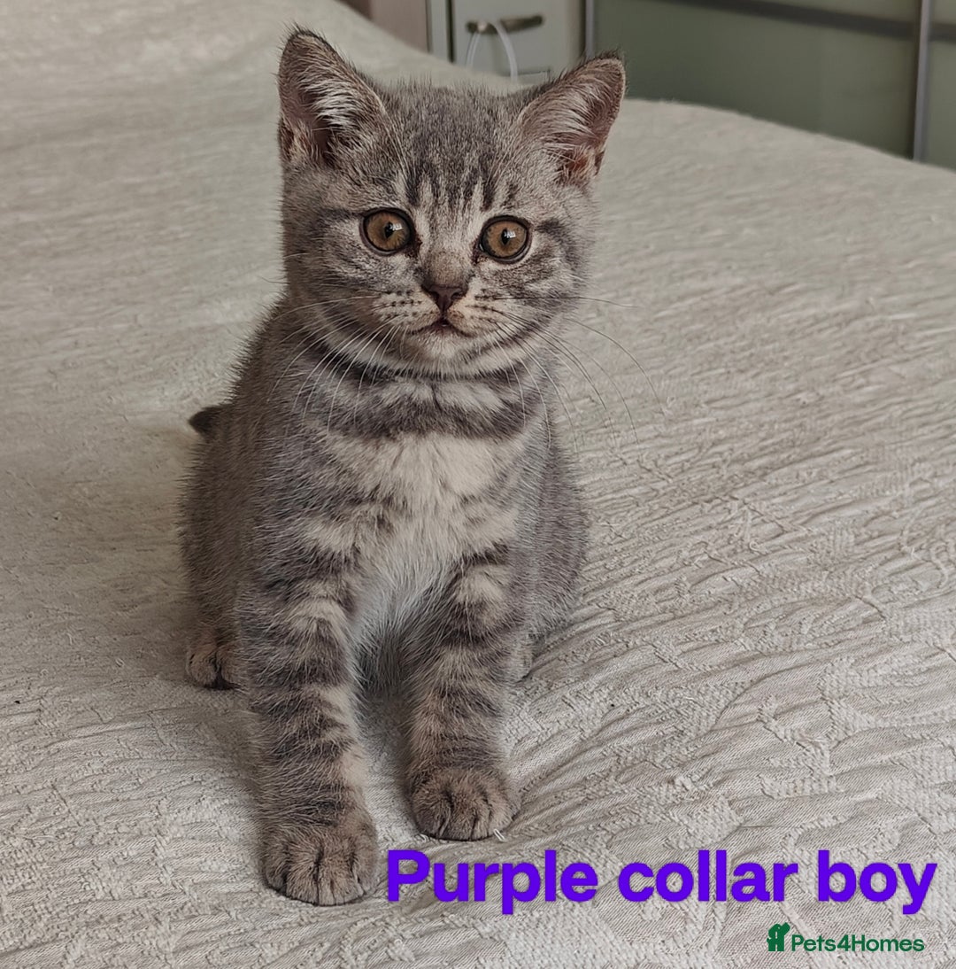 British Shorthair cats for sale: British shorthair blue /tabby kittens  - Image 6