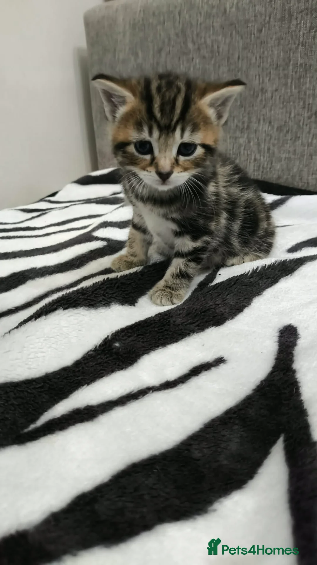 Mixed Breed cats for sale: Adorable Tabby Kittens Looking for Forever Homes - Advert 19
