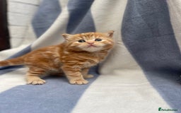 Domestic Shorthair cats for sale: Gorgeous kittens for sale  - Image 7