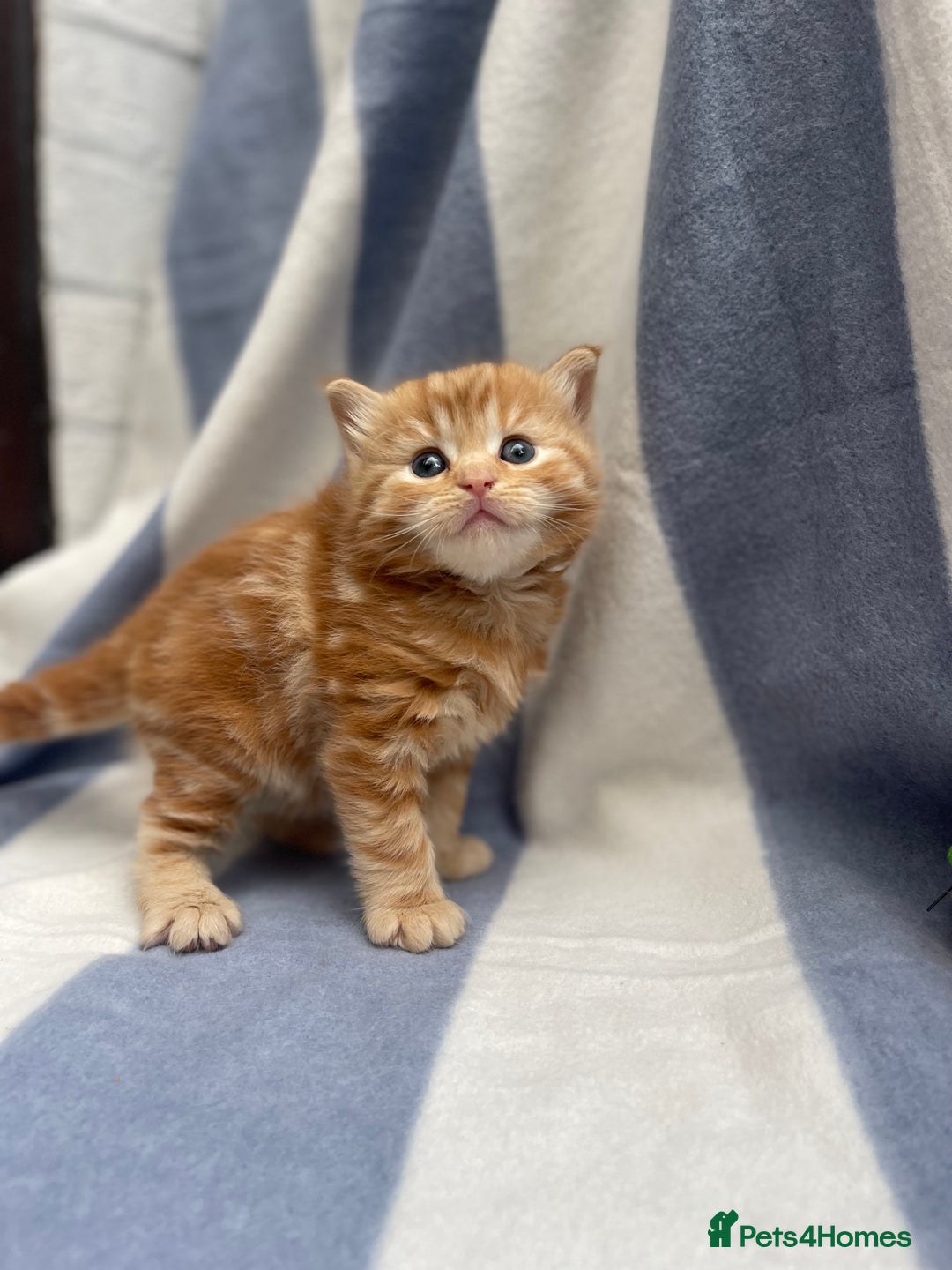 Domestic Shorthair cats for sale: Gorgeous kittens for sale  - Image 7