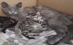 Mixed Breed cats for sale: 3 fluff balls looking for forever homes  - Image 6