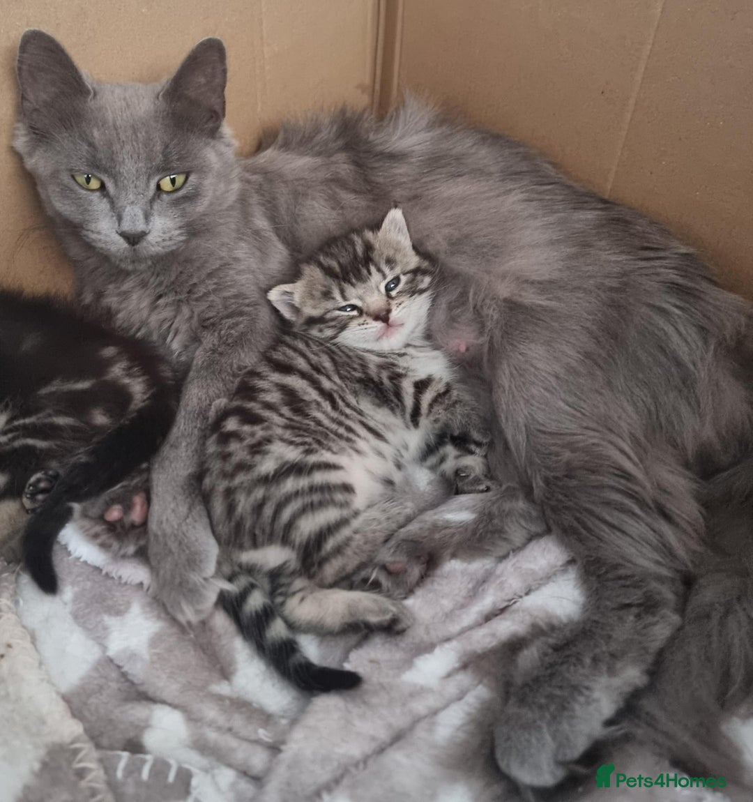 Mixed Breed cats for sale: 3 fluff balls looking for forever homes  - Image 6