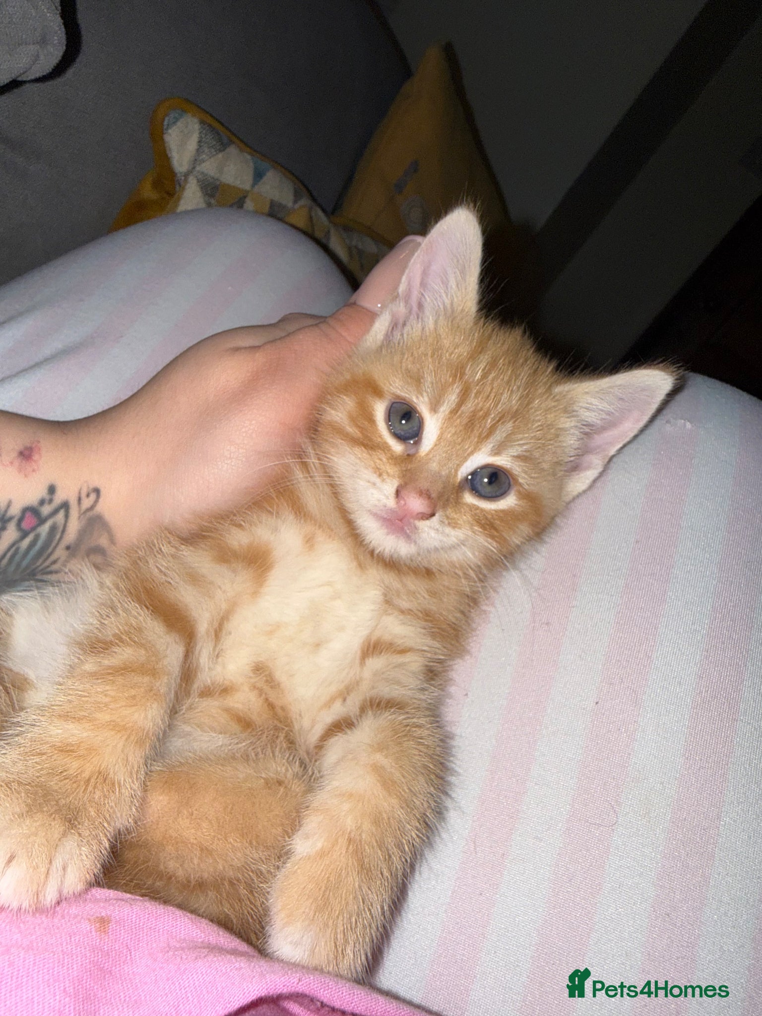 Mixed Breed cats *ONE GINGER GIRL LEFT* - Advert 1