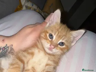 Mixed Breed cats *ONE GINGER GIRL LEFT* - Advert 5