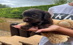 Cocker Spaniel dogs for sale: 7 gorgeous cocker spaniel puppy’s 🐶 - Image 6