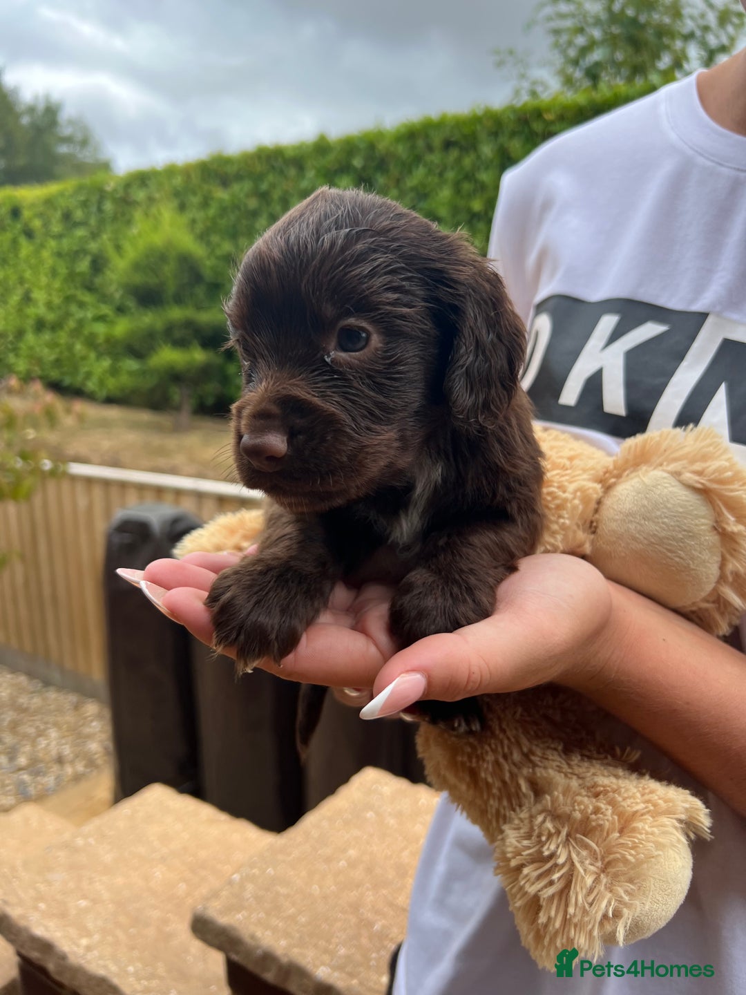 Cocker Spaniel dogs for sale: 7 gorgeous cocker spaniel puppy’s 🐶 - Image 6