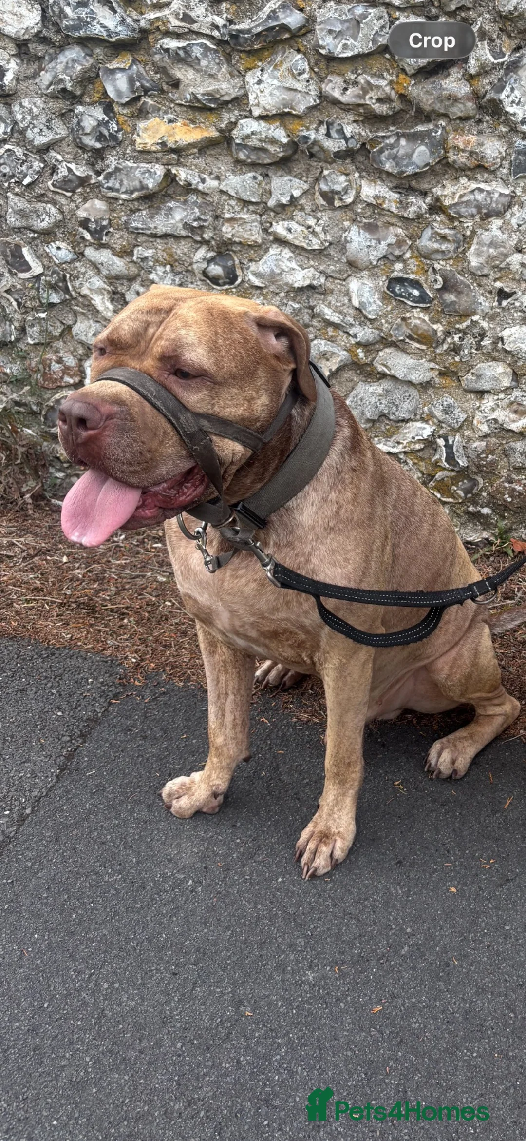 Mixed Breed dogs for sale: Mastiff Cross in Alresford - Advert 1