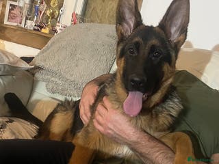 German Shepherd dogs Outstanding Vomkonstanz German Shepherd Litter - Advert 9