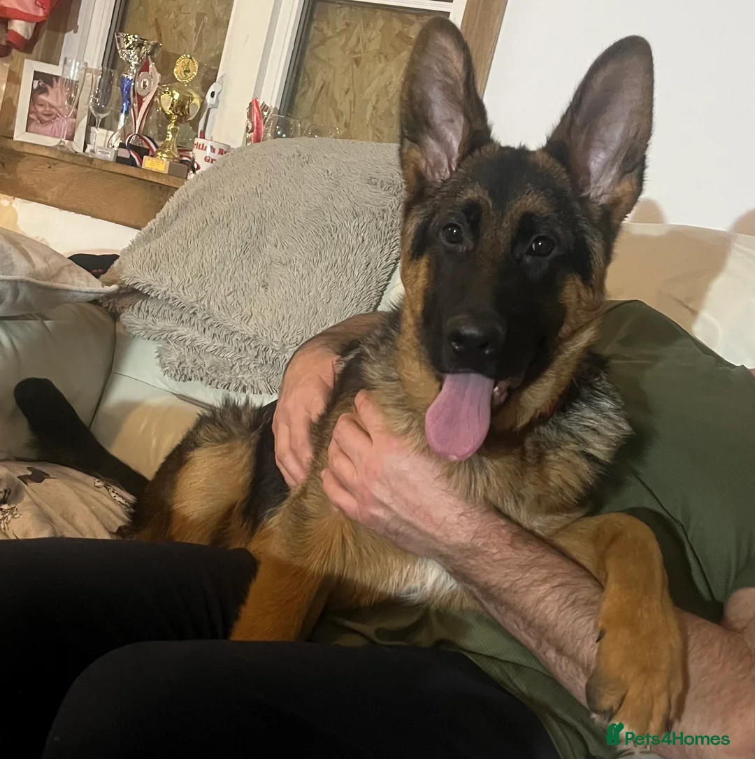 German Shepherd dogs for sale: Outstanding Vomkonstanz German Shepherd Litter  - Advert 4