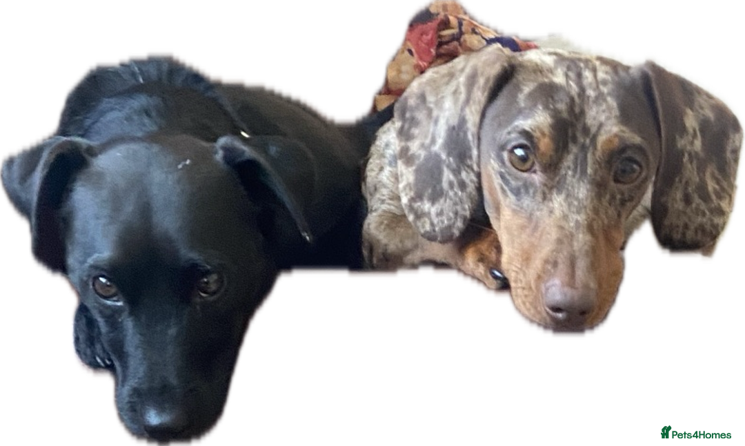 Mixed Breed dogs for sale: Patterjack cross Dachshund  - Image 17