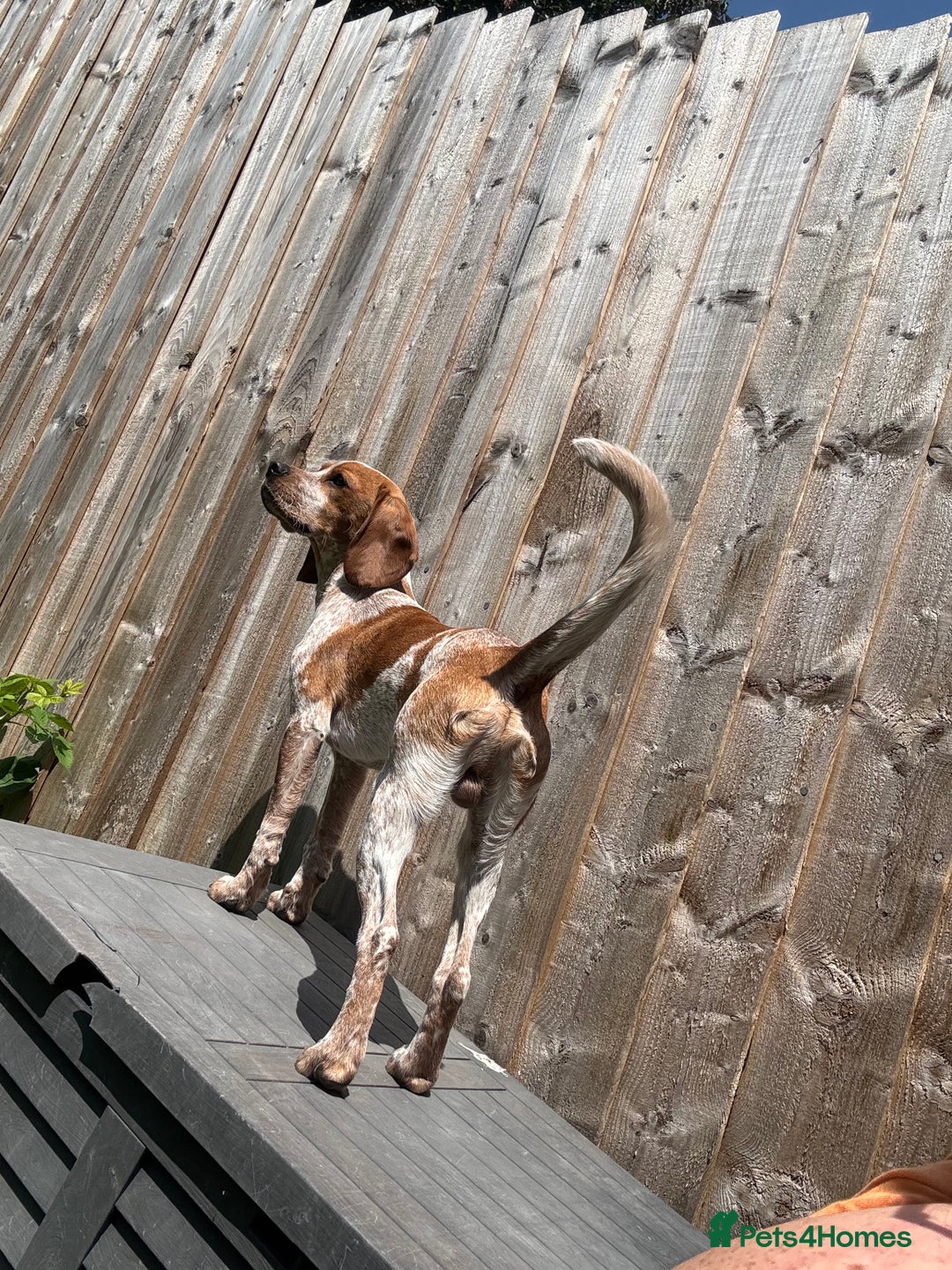 Beaglier dogs for sale: 13 month old beaglier  - Advert 22