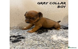 Lakeland Terrier dogs for sale: Lakeland terrier puppies  - Image 7