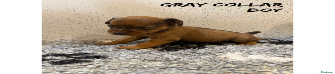  Puppy 3 gray collar boy 