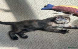 Bengal cats for sale: Bengals X ginger domestic kittens  - Image 8