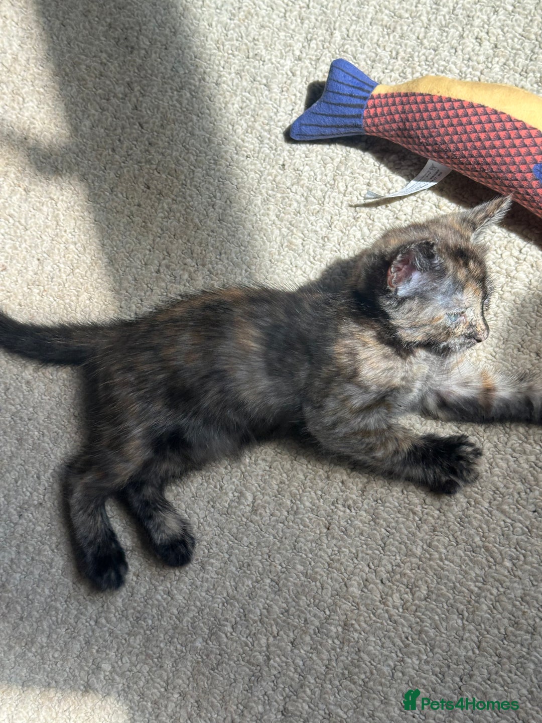 Bengal cats for sale: Bengals X ginger domestic kittens  - Image 8