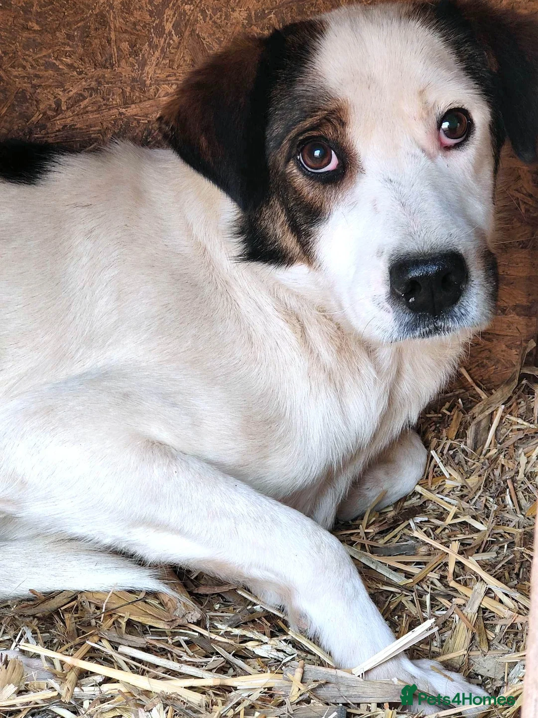 Mixed Breed dogs for adoption: Bonded Trio Seeking Sanctuary 🐾 - Advert 3