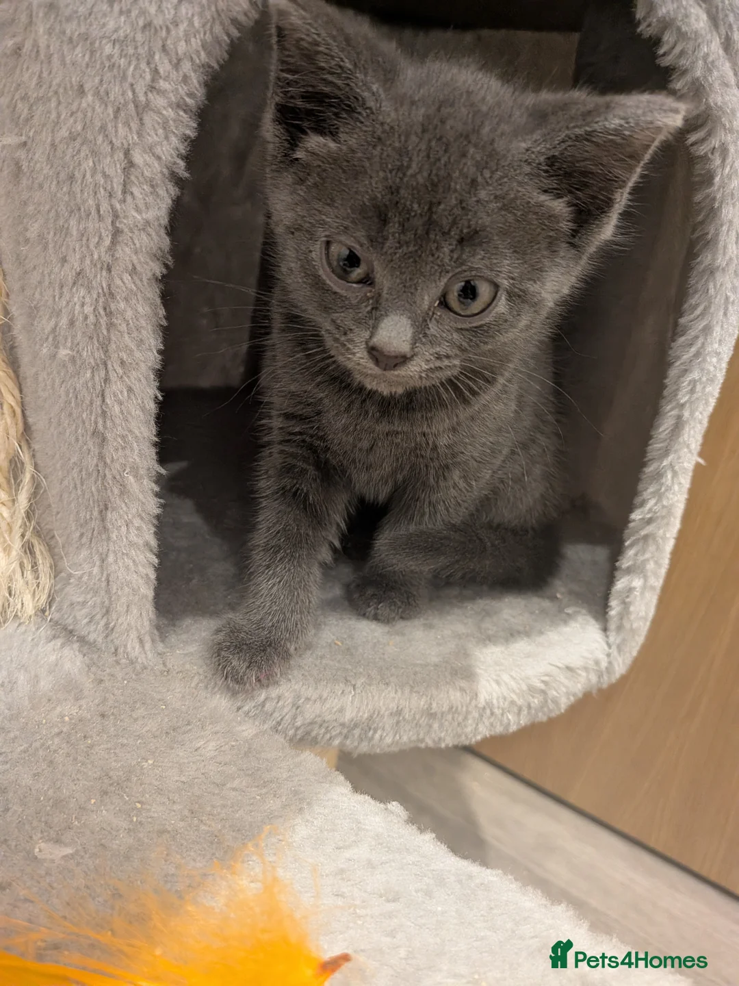 Russian Blue cats for sale: Russian blue male kitten  - Advert 2