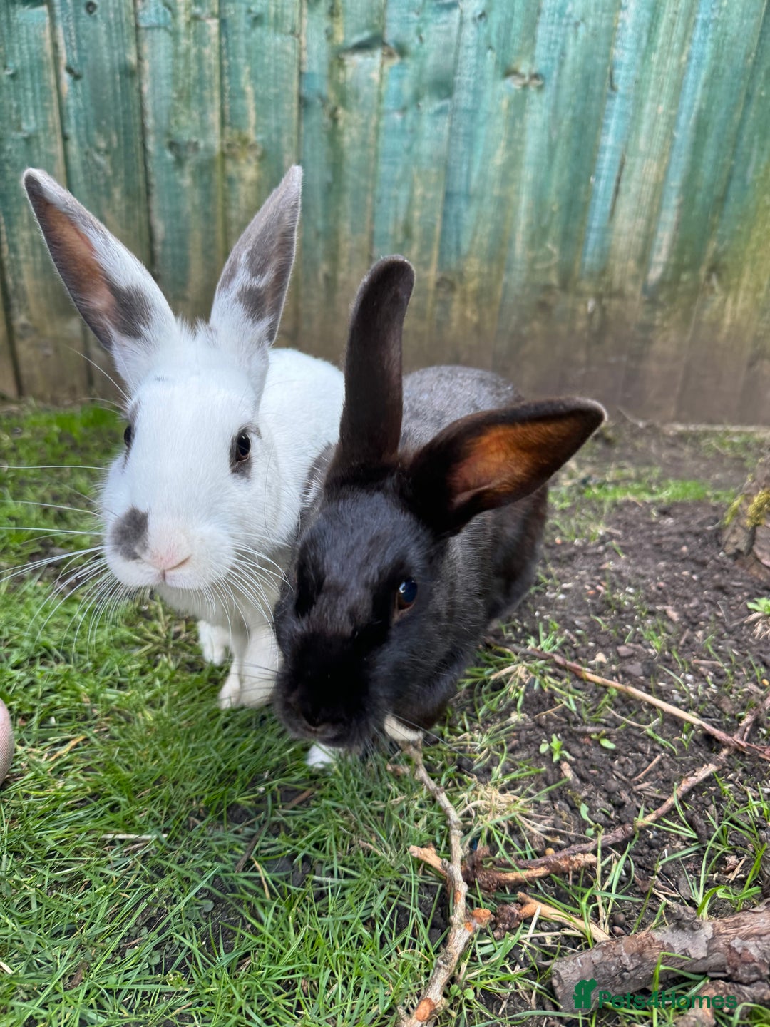 Mixed Breed rabbits for sale: 2 friendly rabbits  - Image 1