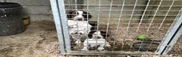 English Springer Spaniel dogs for sale: Springer Puppies for Sale - Advert 4