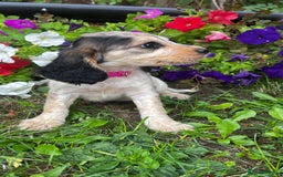 Cocker Spaniel dogs for sale: Family raised champion cocker REDUCED AND READY - Image 1