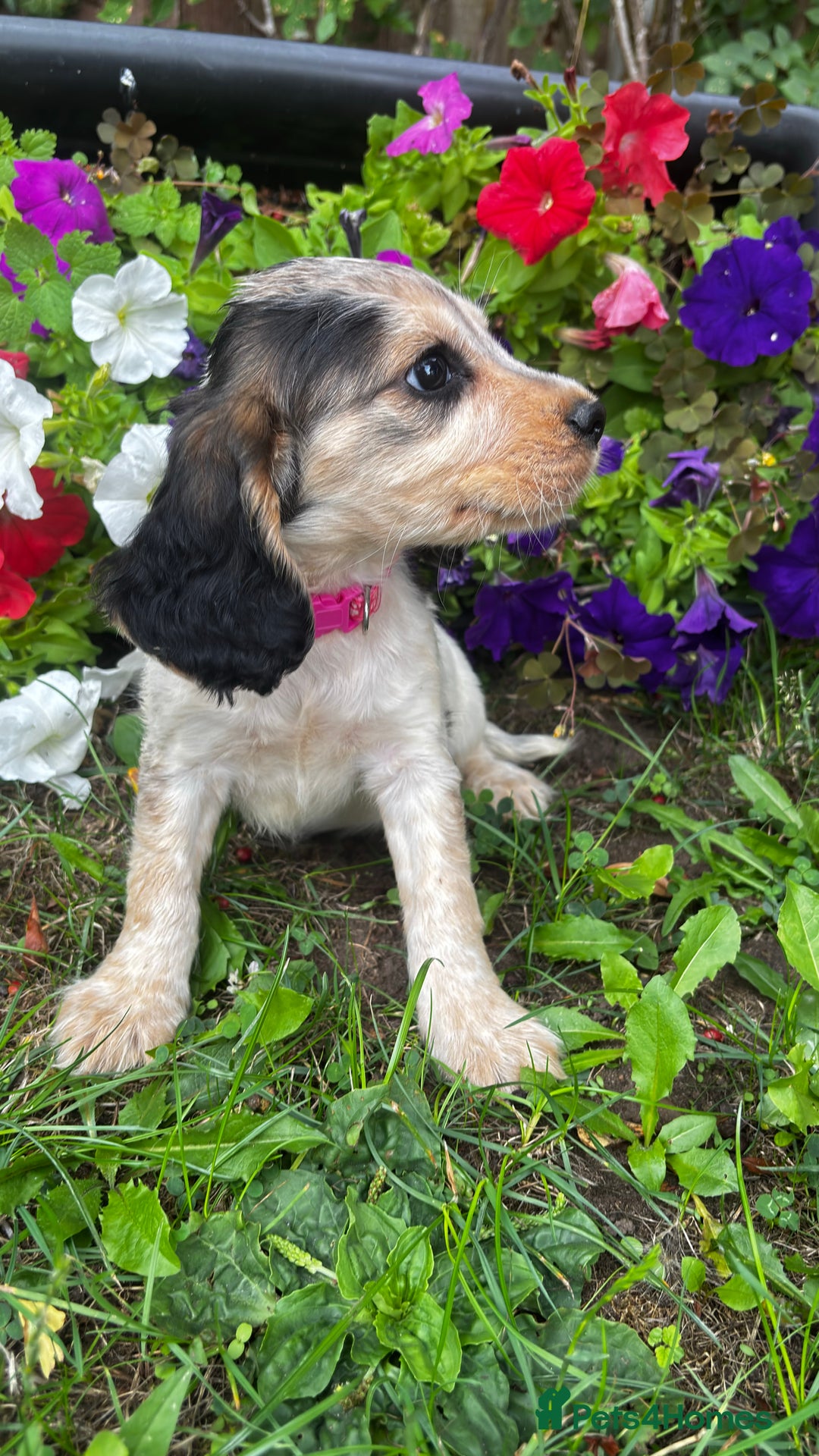 Cocker Spaniel dogs for sale: Family raised champion cocker REDUCED AND READY - Image 1