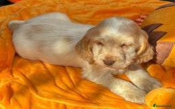 Cocker Spaniel dogs for sale: Outstanding show cocker pups - Image 36