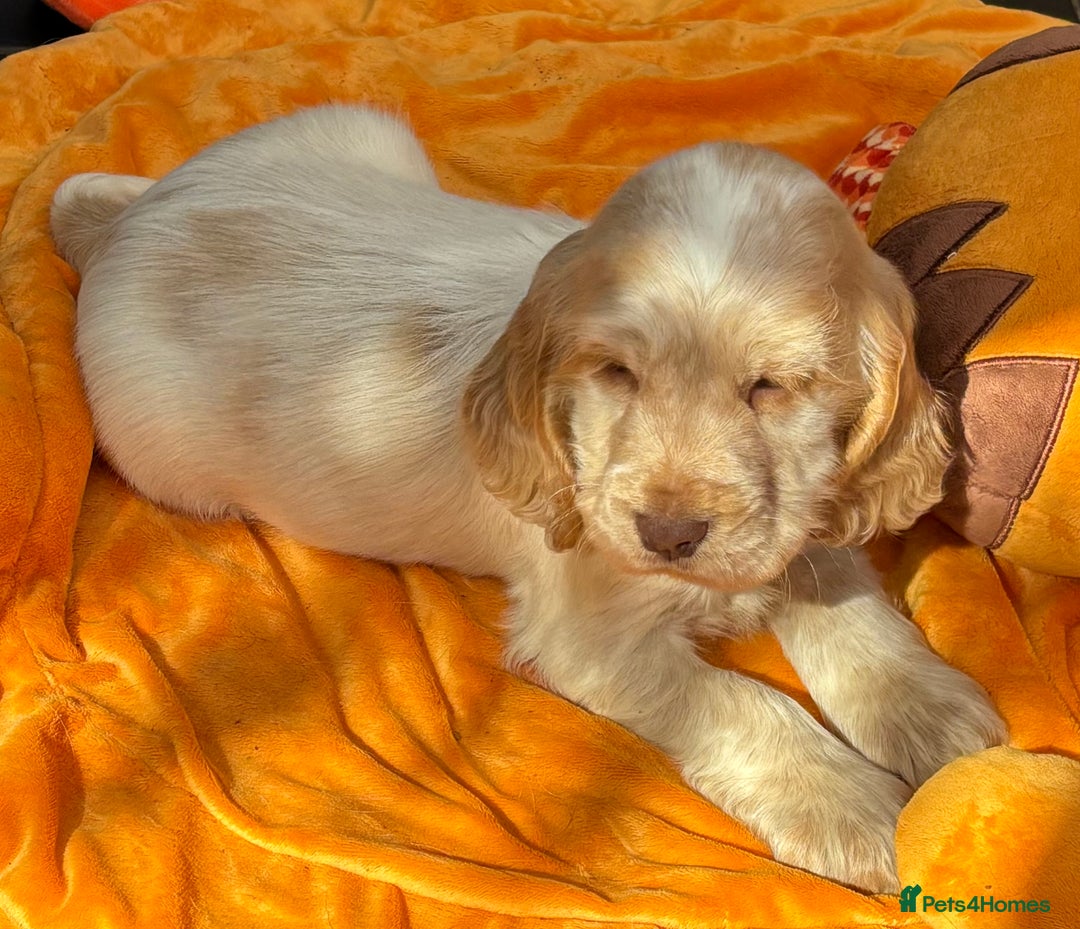 Cocker Spaniel dogs for sale: Outstanding show cocker pups - Image 36