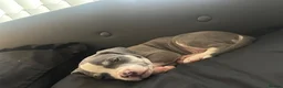 Mixed Breed dogs for sale: Female Staffy Puppy  - Advert 4