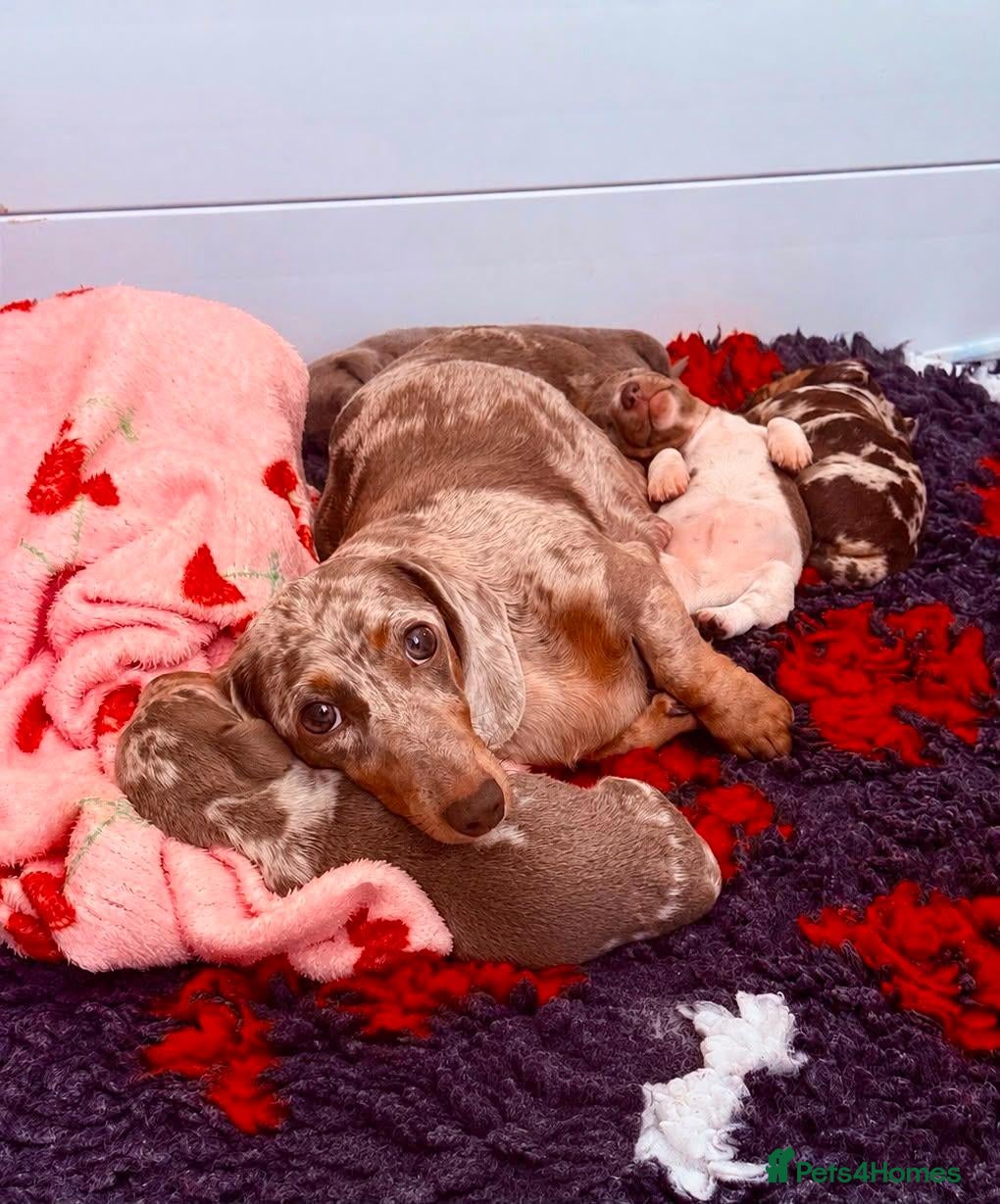 Miniature Dachshund dogs Adorable puppies - Advert 1