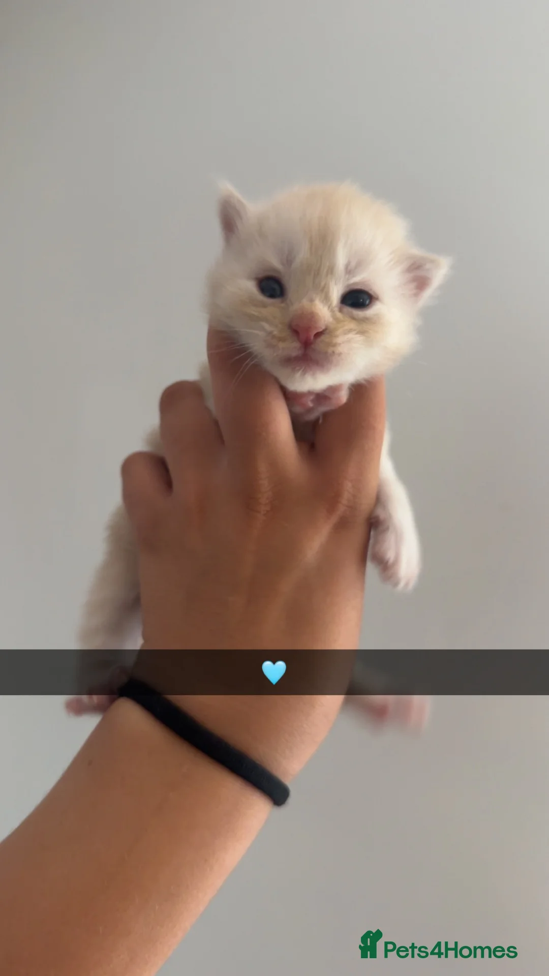 Maine Coon cats for sale: Maine coon kittens  - Advert 2