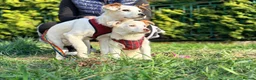 Mixed Breed dogs for adoption: ❤️🐶 AISY & BASIA –TWO LITTLE SUNBEAMS TOGETHER in Burton-on-Trent - Advert 5