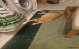 Mixed Breed cats for sale: 4 little kittens(1 taby boy+3 calico girls)  - Image 9