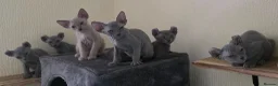 Sphynx cats for sale: SPHYNX ELF & PETERBALD KITTENS - Advert 11