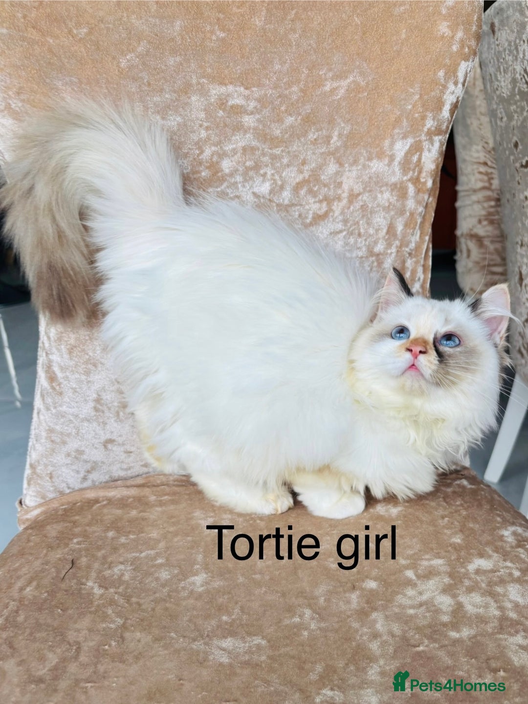 Ragdoll cats for sale: Beautiful ragdoll kittens  - Advert 2