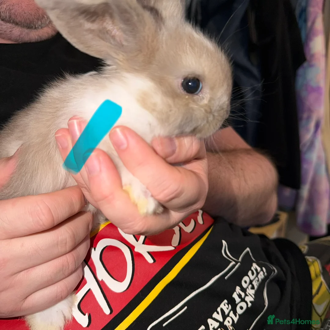 Mini Lop rabbits for sale: X3 beautiful Minilop rabbits available - Advert 16