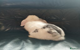 Mini Lop rabbits for sale: Friendly baby boy ready to leave 🤩 in Market Drayton - Image 3