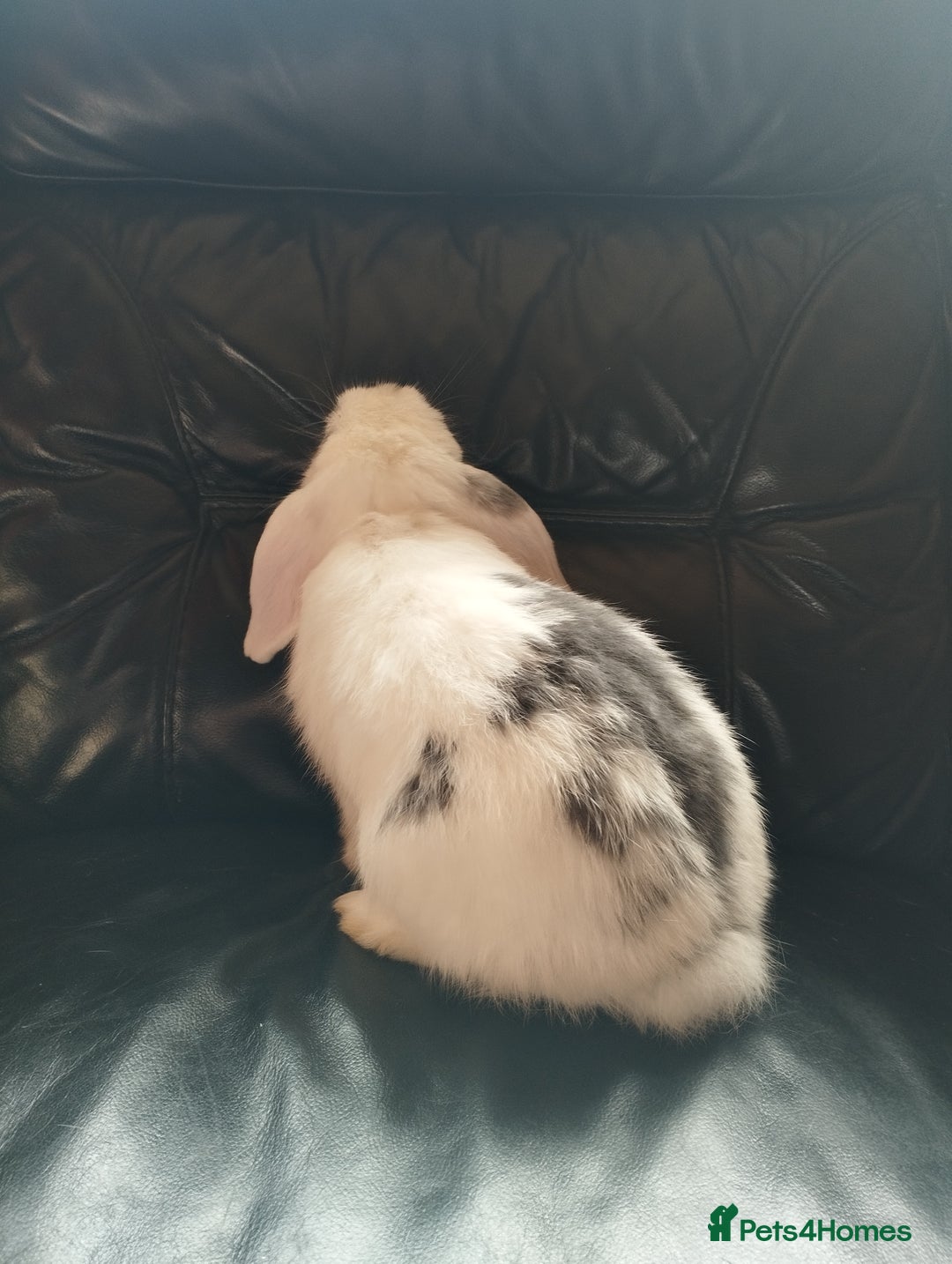 Mini Lop rabbits for sale: Friendly baby boy ready to leave 🤩 in Market Drayton - Image 3