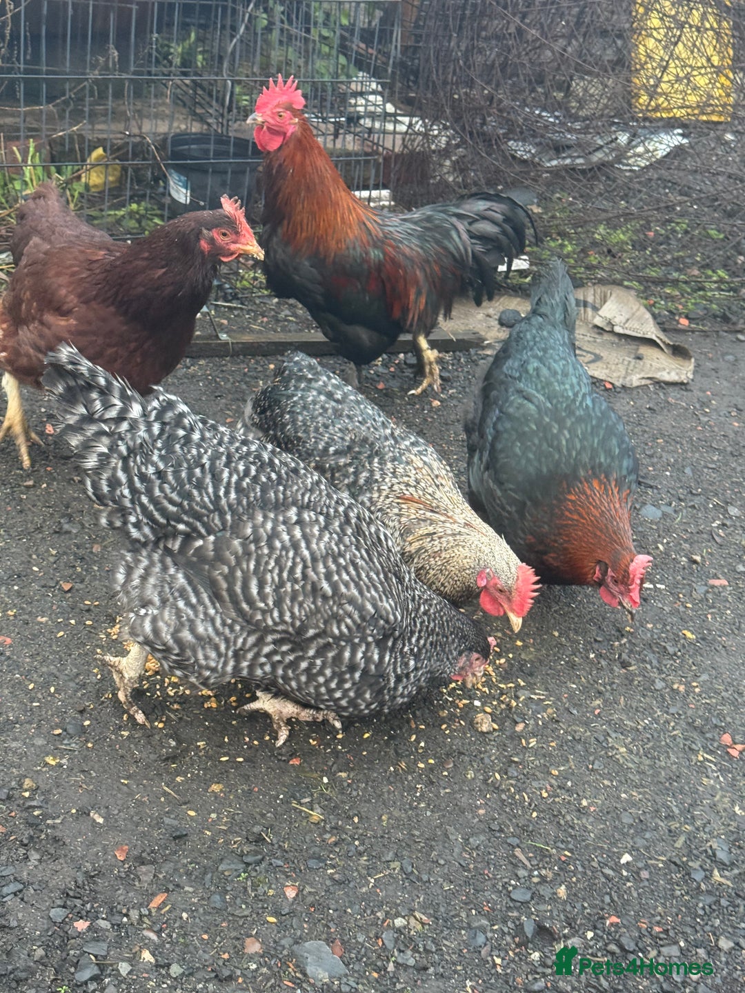 Chickens poultry for sale: X4 Egg laying hens - Advert 2